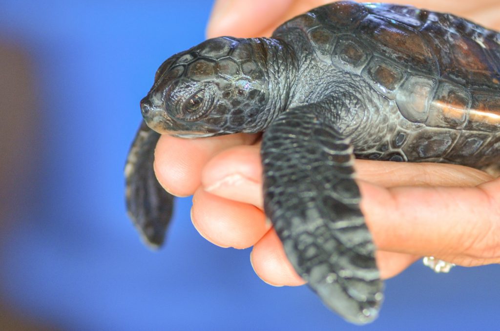 Ahonui Hatchling 2014. Maui Ocean Center, turtle release planned.