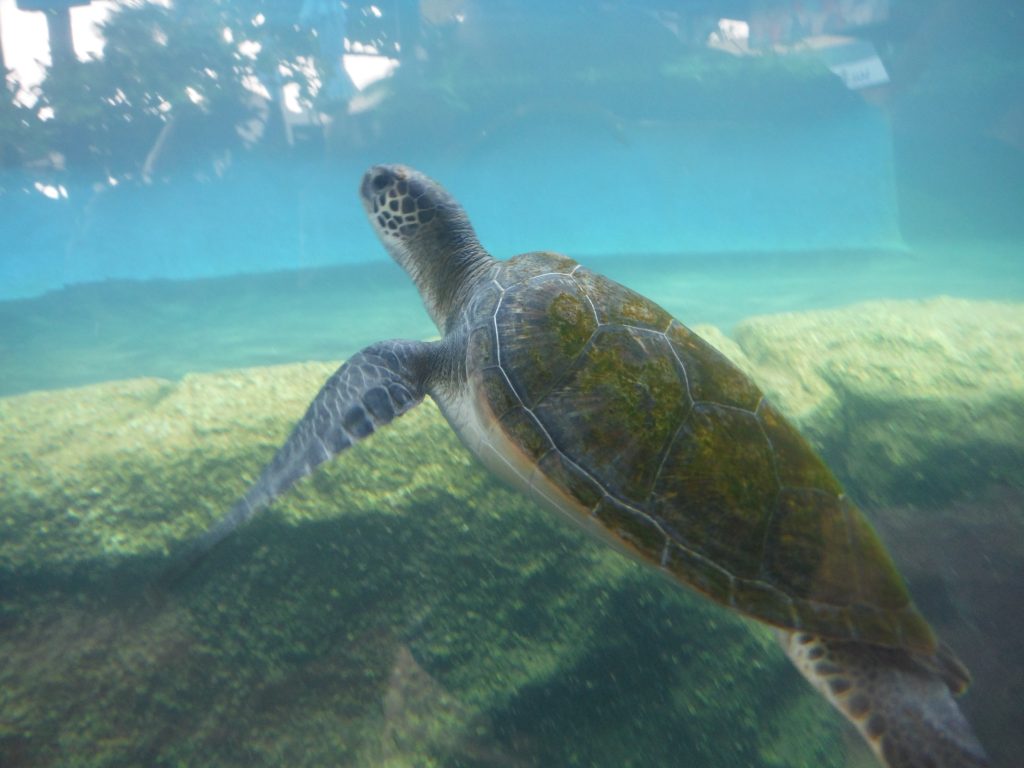 Ahonui Turtle 2016. Maui Ocean Center, turtle release planned.