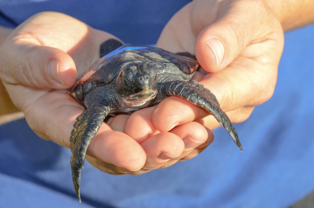 Hila Hatchling 2014. Maui Ocean Center, turtle release planned.