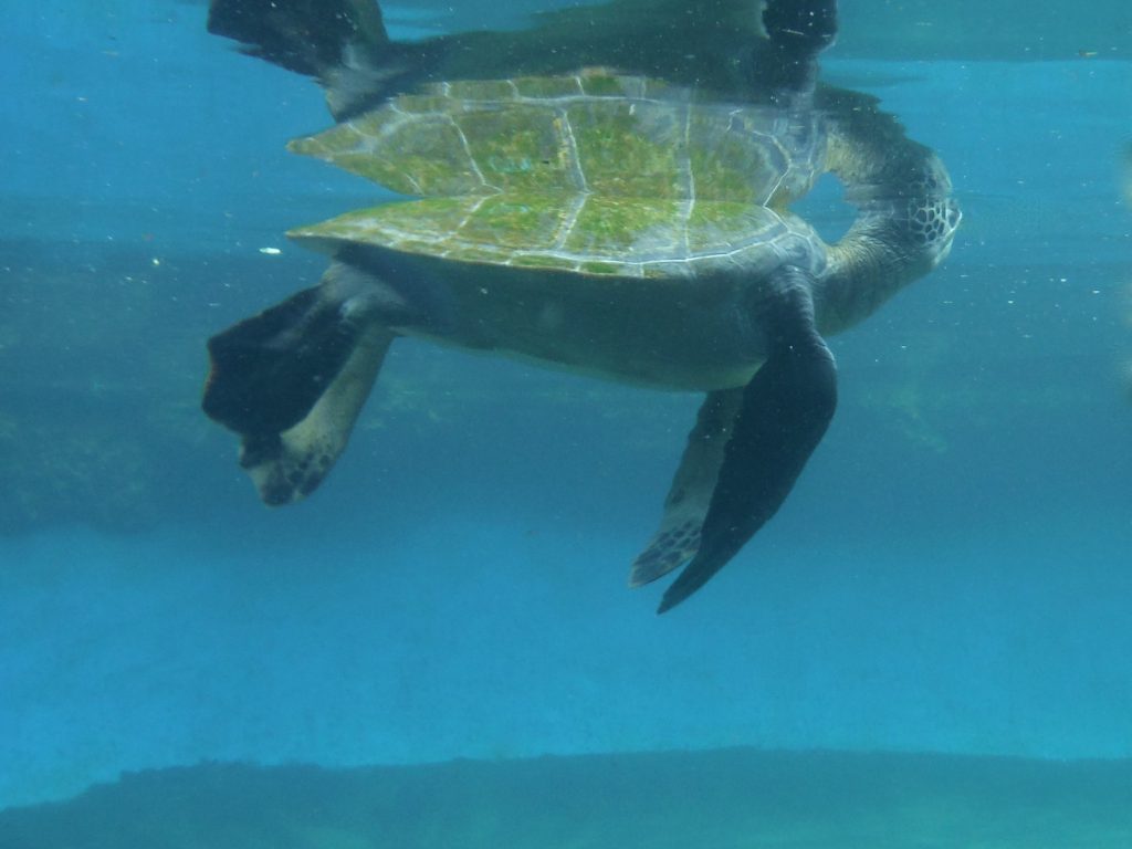 Hila Turtle 2016. Maui Ocean Center, turtle release planned.