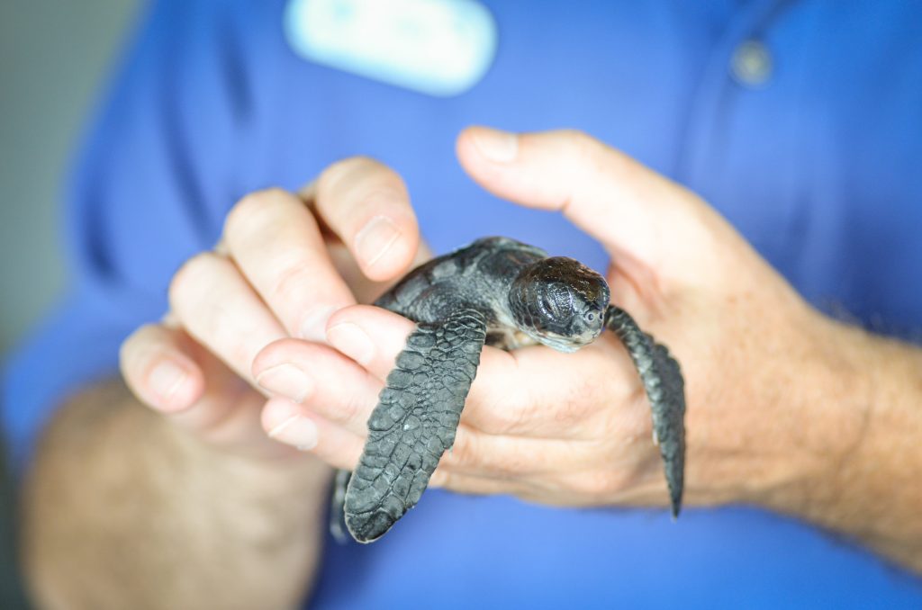 Akahai Hatchling 2014. Maui Ocean Center, turtle release planned.