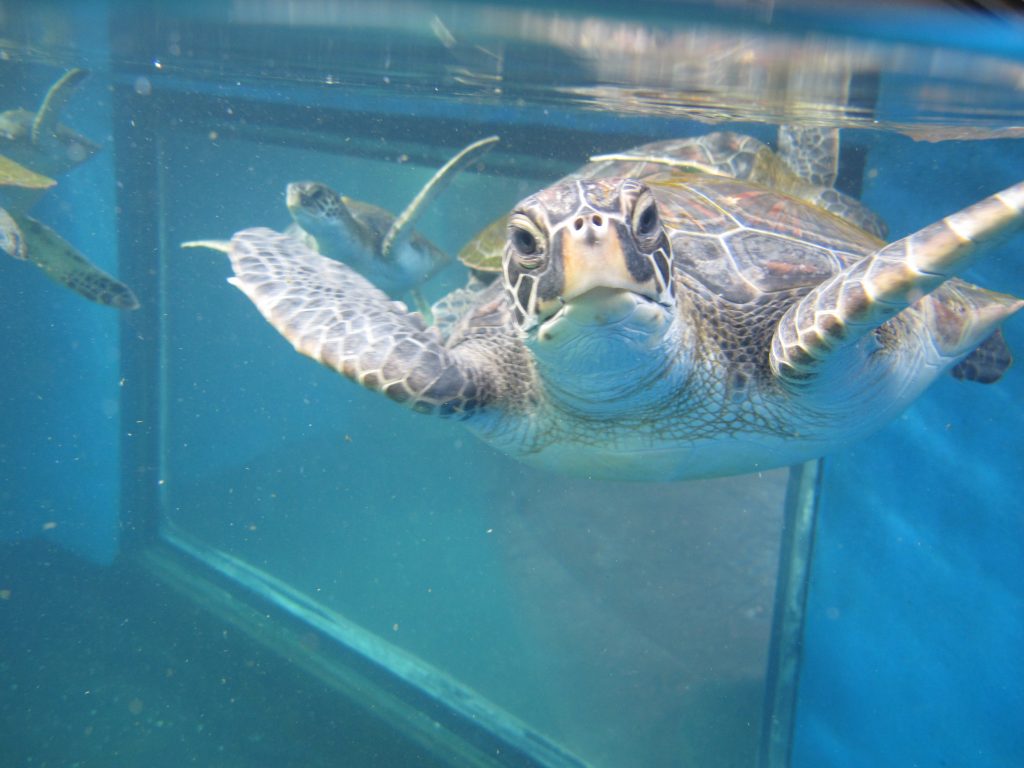 Akahai Turtle 2016. Maui Ocean Center, turtle release planned.