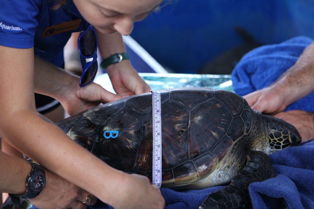 Aquarist Measuring Turtle. Maui Ocean Center, turtle release planned.
