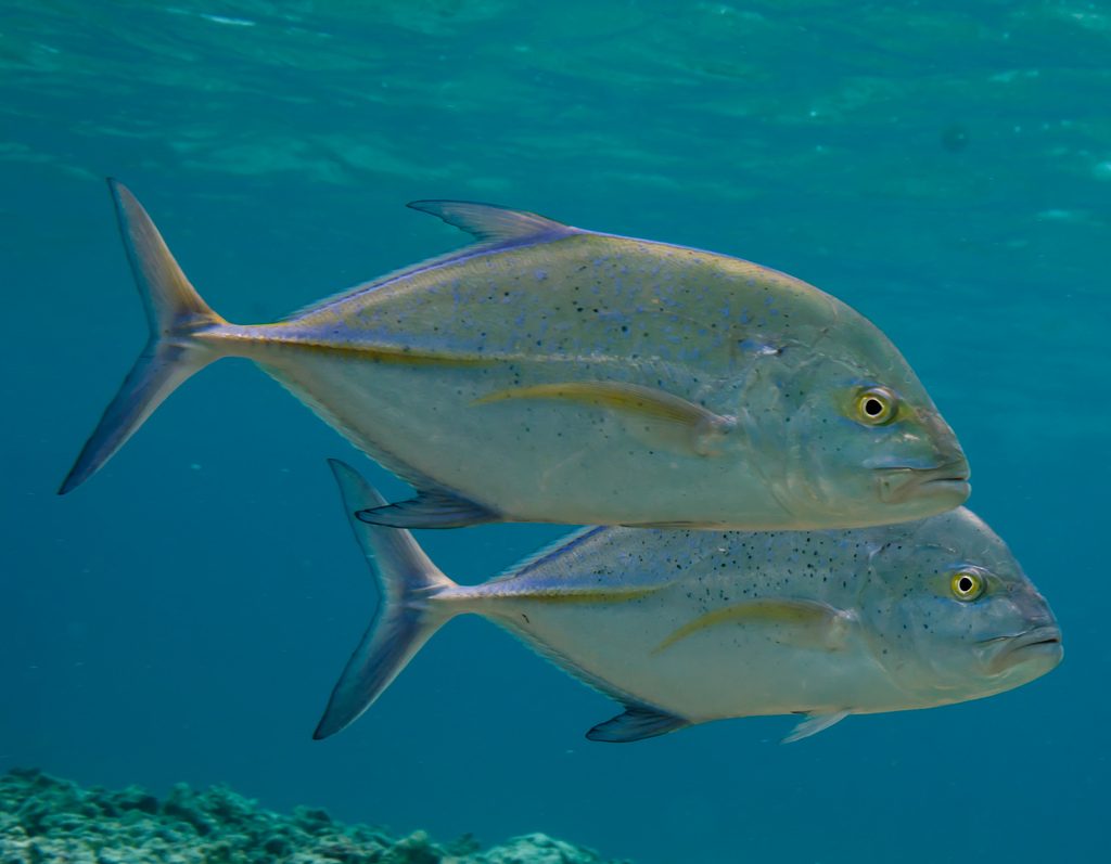 Bluefin Trevally Photographer credit: U.S. Fish and Wildlife Service 