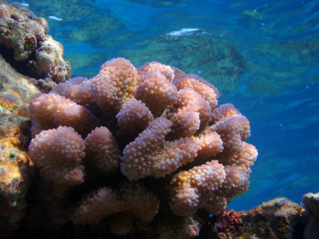 Cauliflower coral Photographer credit: U.S. Fish and Wildlife Service 