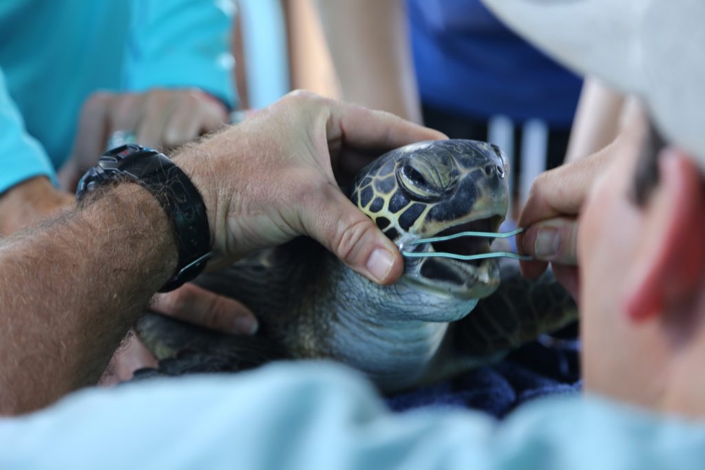 Dr. McCurdy Examines Turtle. Maui Ocean Center, turtle release planned.