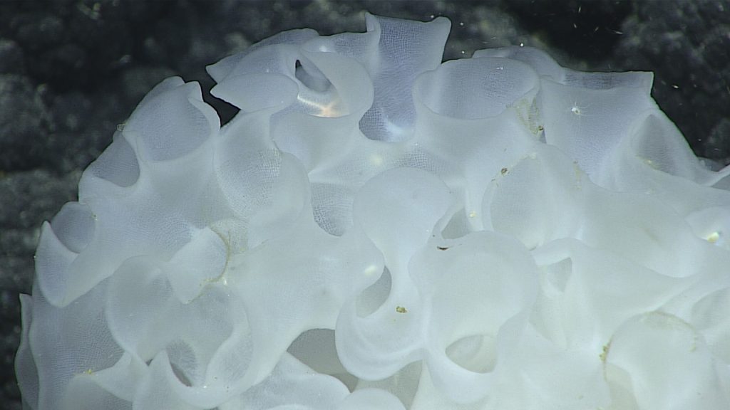 Glass sponge found outside the current boundary of Papah ā numoku ā kea Marine National Monument Photographer credit : Image courtesy of NOAA Office of Ocean Exploration and Research, H ohonu Moana 2016.