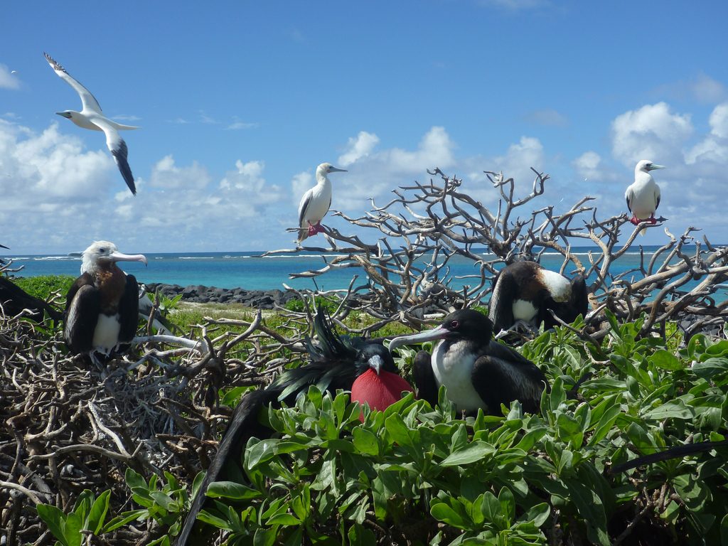 Caption : Gr eat frigatebirds and red-footed boobies Photographer credit: U.S. Fish and Wildlife Service 