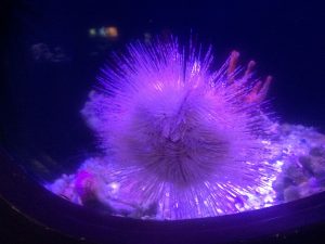 Active sea urchin at Night at the Aquarium. Photo by Kiaora Bohlool.