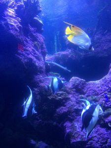 Reef fish at Maui Ocean Center's Night at the Aquarium. Photo by Kiaora Bohlool.