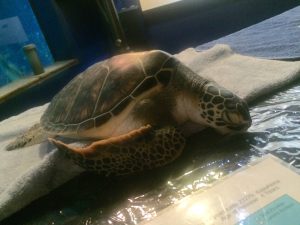Sleepy baby turtle during Night at the Aquarium, Maui Ocean Center. Photo by Kiaora Bohlool.