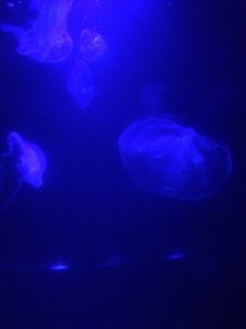Jellyfish at Maui Ocean Center in Mā‘alaea during Night at the Aquarium. Photo by Kiaora Bohlool.