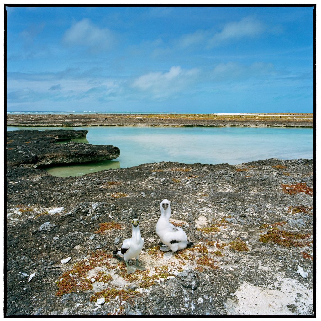 Masked Booby, Southeast Island, Pearl &Hermes Atoll Photographer credit: Susan Middleton Photograph: Southeast Island, Pearl & Hermes Atoll, 21 May 2003 © Susan Middleton