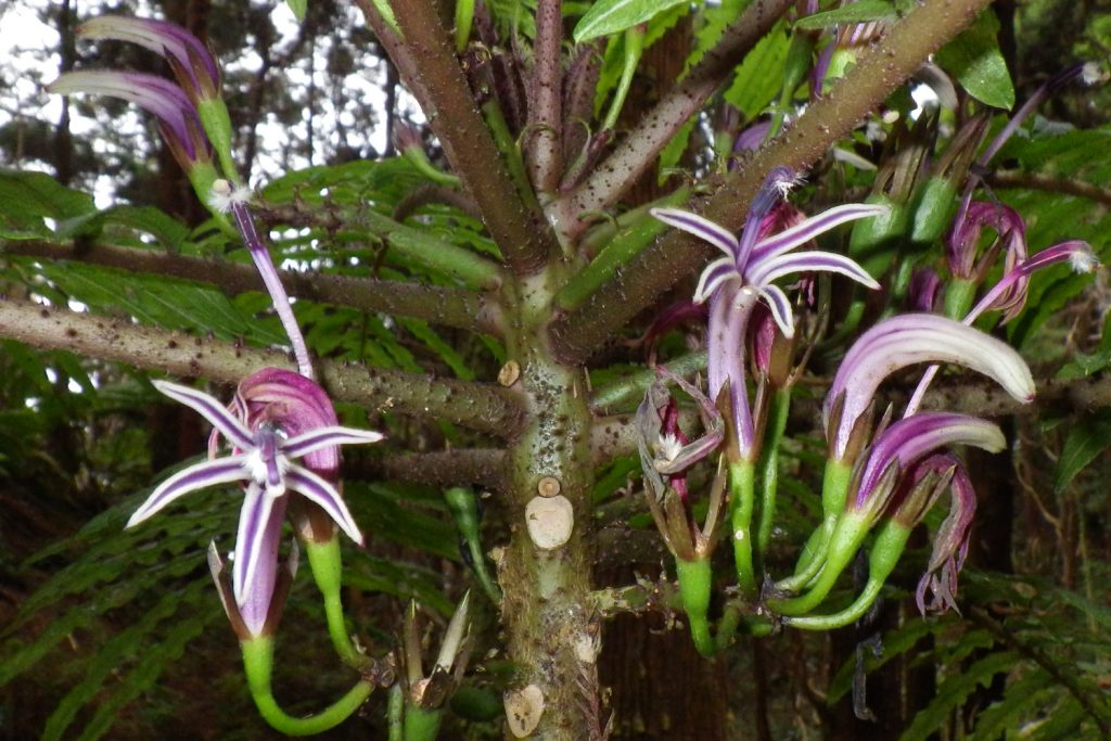 Oʻahu Cyanea grimesiana subsp obatae. Photo by Maggie Sporck. Courtesy image: National Tropical Botanical Garden 