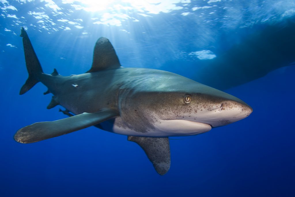  Whitetip shark Photographer credit: Jim Abernethy 
