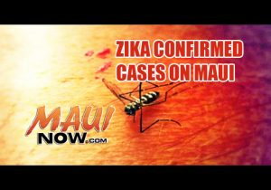 Zika confirmed on Maui. Maui Now image.