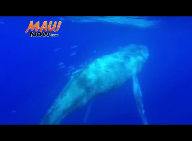 VIDEO: Captain Hall (The Wiki Wahine, Ultimate Whale Watch), NOAA’s West Maui Response team (MMHSRP Permit #18786)