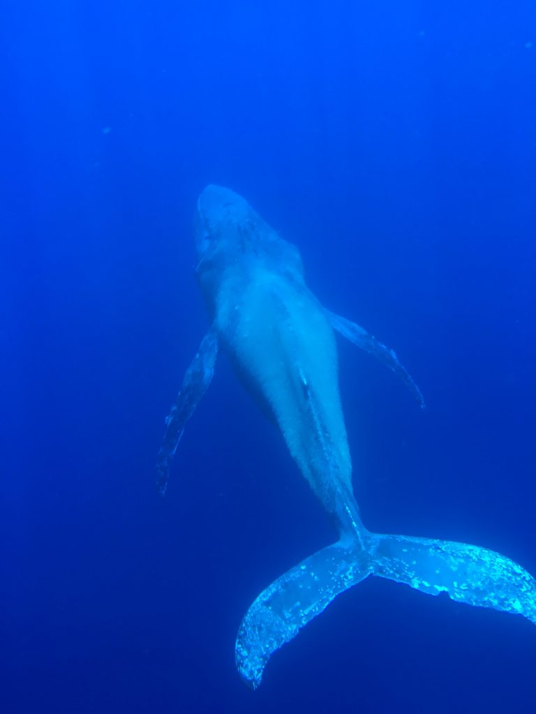 Image credit: Captain Hall, The Wiki Wahine, Ultimate Whale Watch. NOAA (MMHSRP Permit #18786)