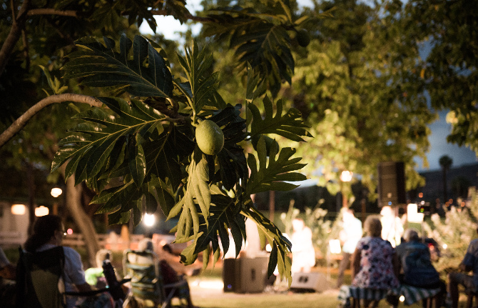 ‘Ulu tree lit by evening festivities at Moku‘ula by Moonlight in Kamehameha Iki Park, Lahaina. Photo credit: J. Anthony Martinez