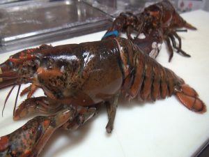 Live lobster, fresh from Kona at Da Shrimp Hale in Kahului. Photo by Kiaora Bohlool.