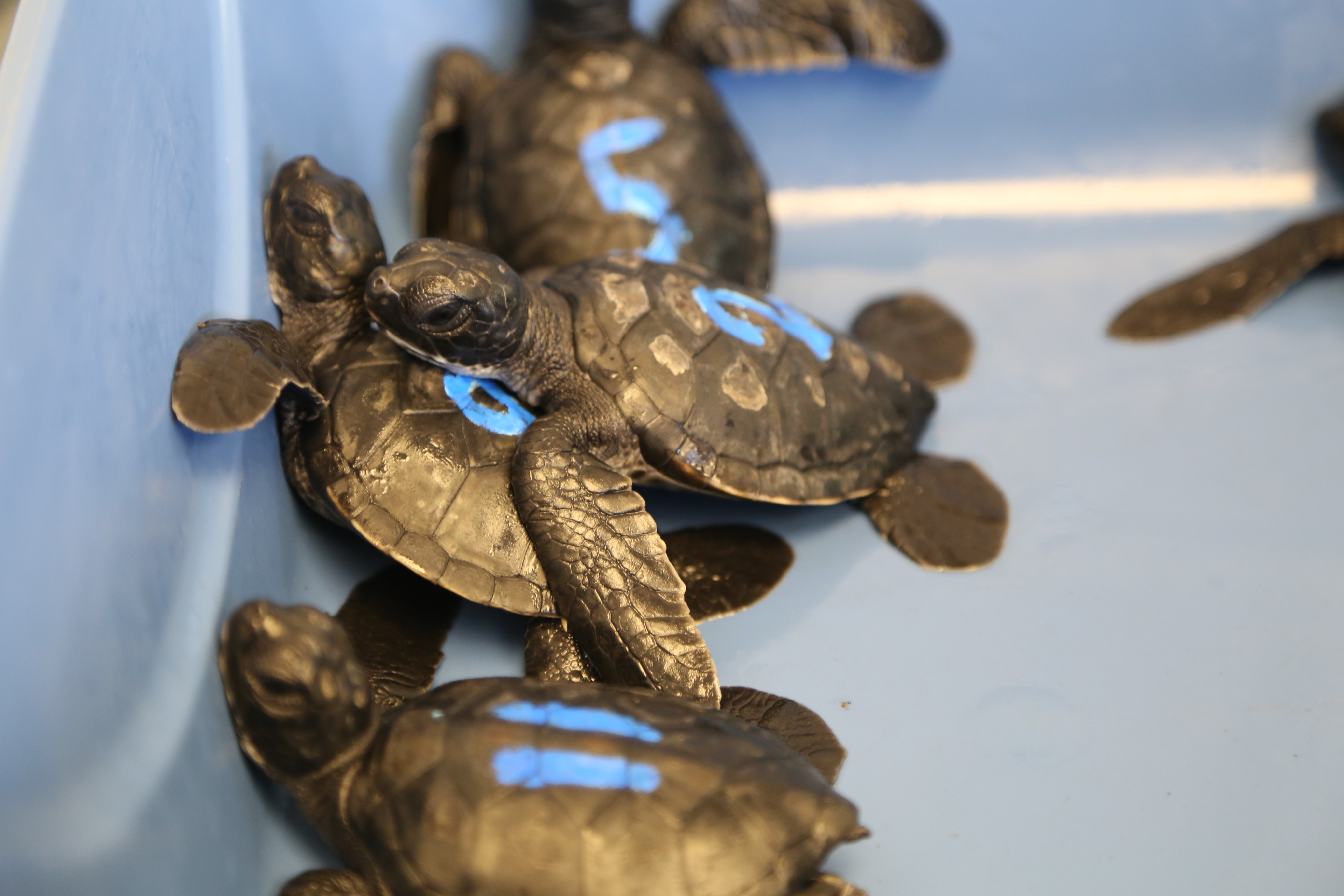 Turtle hatchlings first evaluation at the Maui Ocean Center.