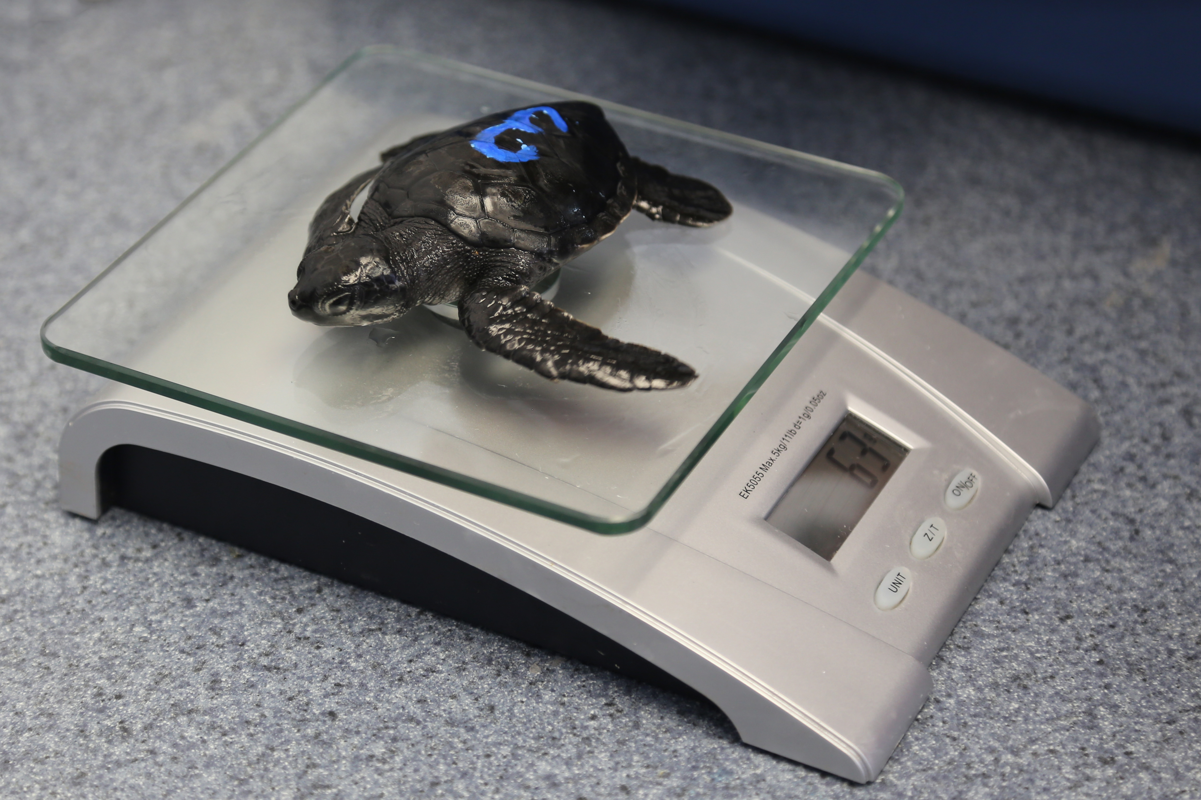 Turtle haltchling, initial weigh in.