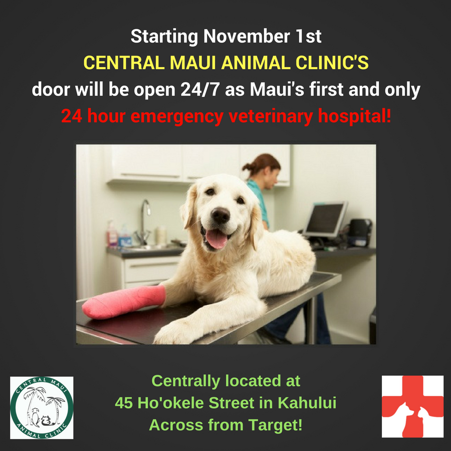 Clinic to Begin 24-Hour Emergency Veterinary Care on Maui : Maui Now