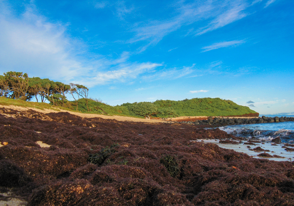 Remnants of invasive algal bloom cover a beach and rocks at Kūʻau Bay, Maui. Credit: UHM.