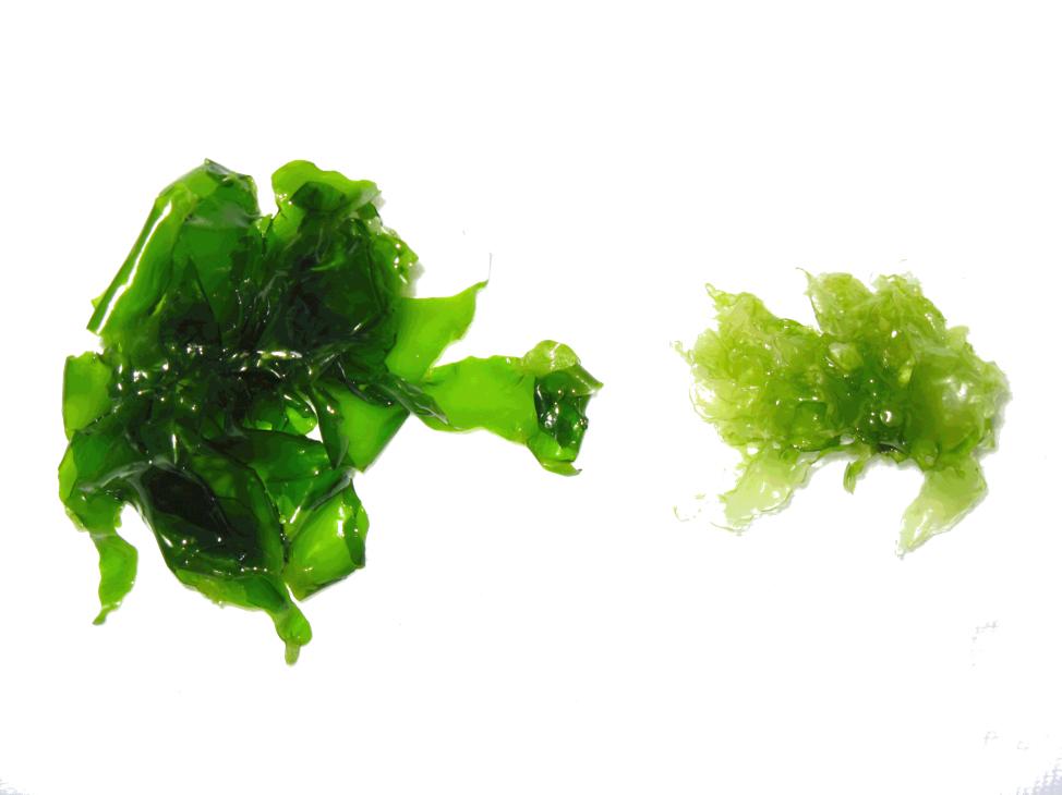Ulva (algae) from areas with high (left) or low (right) levels of SGD-derived nitrogen. (D. Amato)