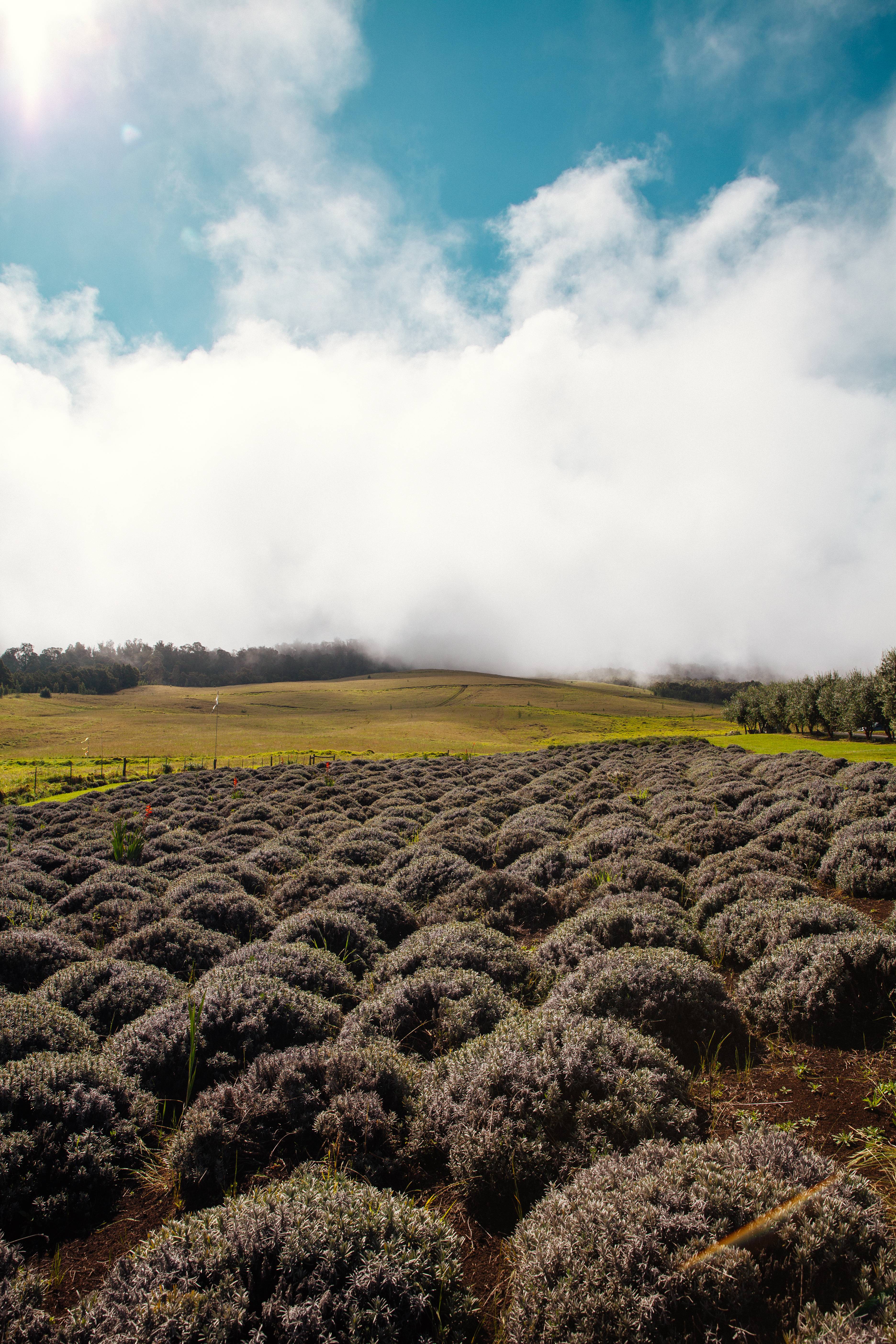 Alii Kula Lavender Farm. PC: Tiffany Mitchell/Hawaiʻi Tourism Authority.
